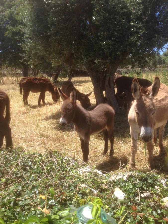 B&B Masseria Nuove Caselle Villa Castelli Eksteriør billede